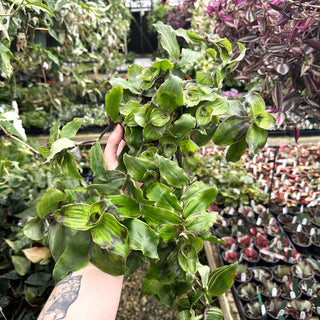 Callisia congesta - 6" Hanging Basket