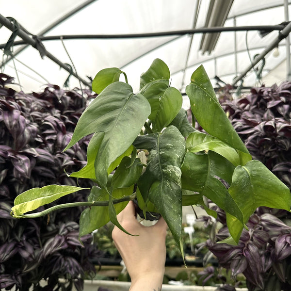 Epipremnum pinnatum albo-variegata (low color) – Steve's Leaves