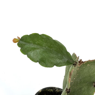 Rhipsalis sp.