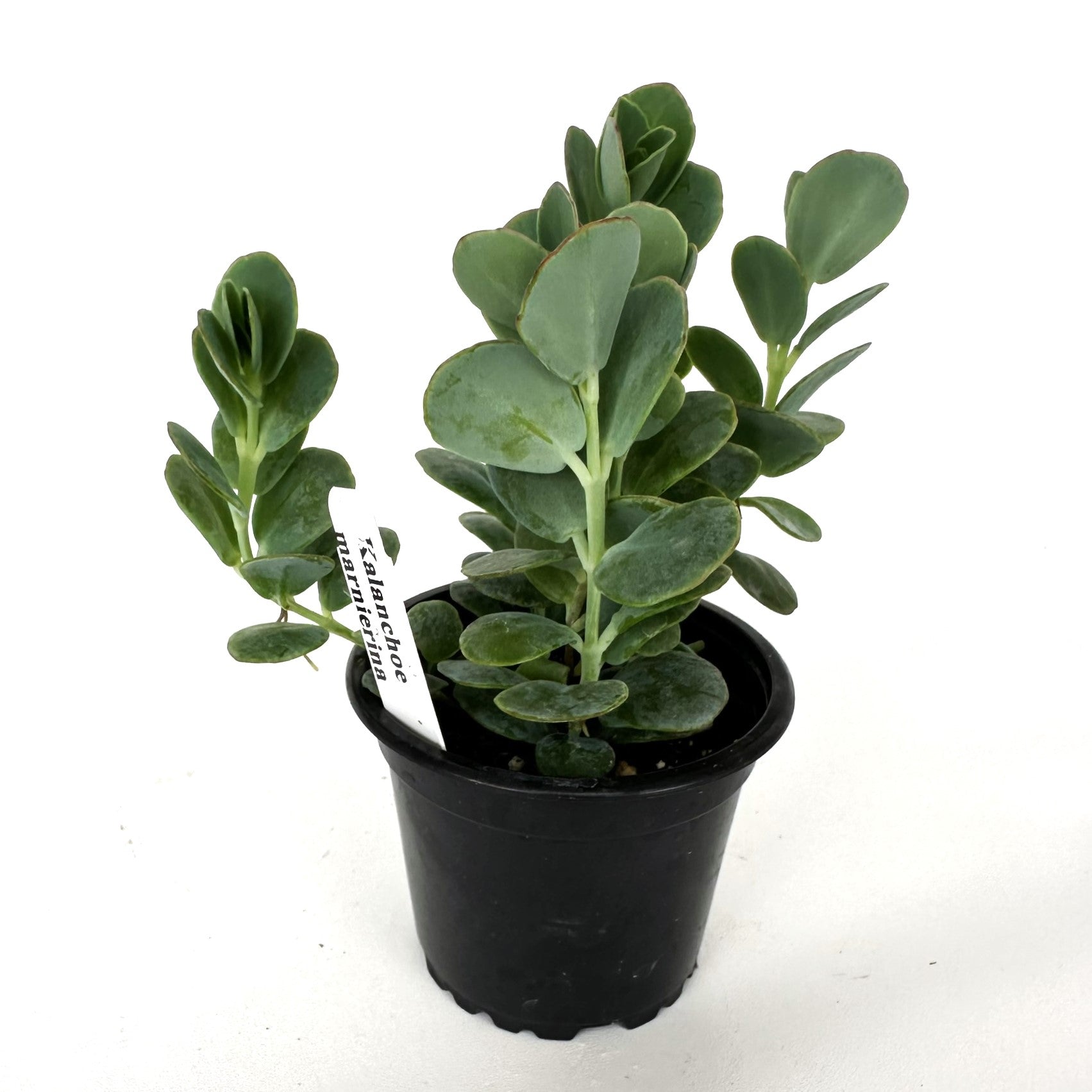 succulent with circle leaves Kalanchoe marnierina – Steve's Leaves