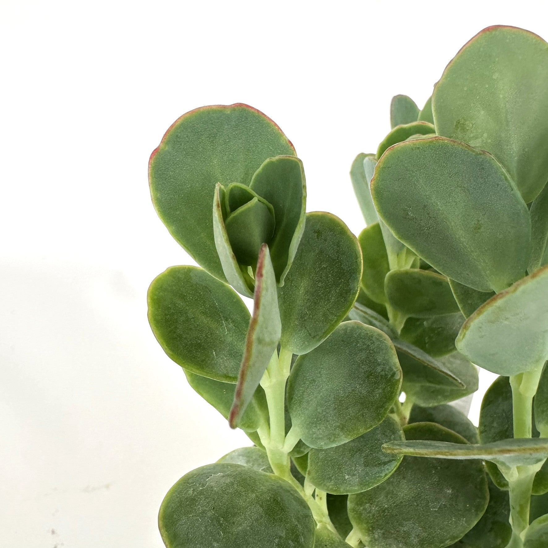 tall round leaf succulent Kalanchoe marnierina