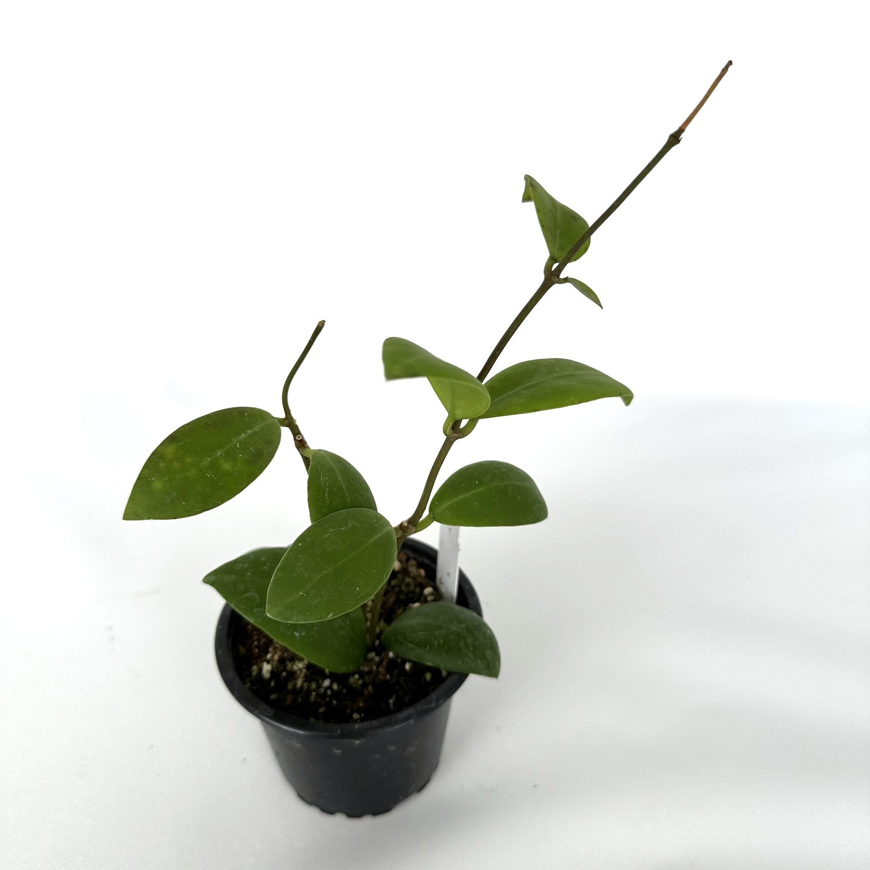 9 leaf pot plant Hoya 'Mox 9' – Steve's Leaves