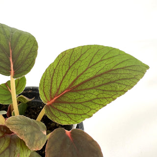 Begonia wadei