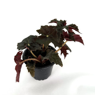 Begonia 'Steve's Leaves Black Cat’