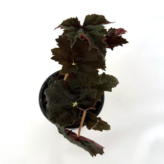 Begonia 'Steve's Leaves Black Cat’