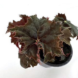 Begonia 'Steve's Leaves Black Cat’