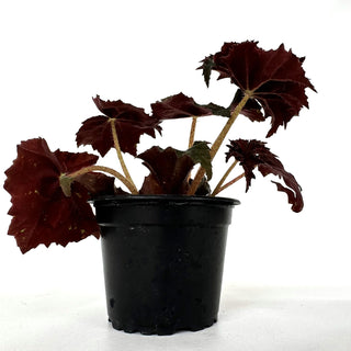 Begonia 'Steve's Leaves Black Cat’