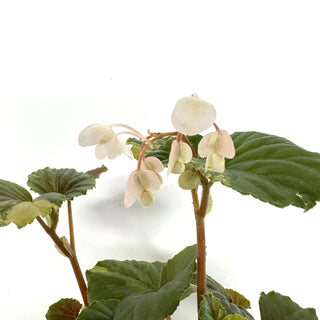 Begonia cucullata (variegated) [#982]