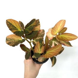 Begonia ‘Withlacoochee’ (Variegated) [#985]