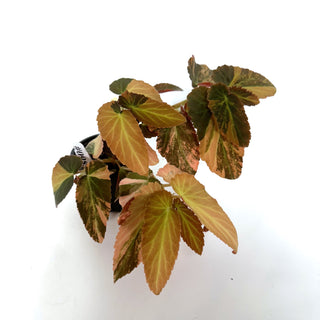 Begonia ‘Withlacoochee’ (Variegated) [#985]