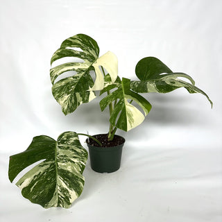 Monstera deliciosa var. borsigiana albo-variegata [#1027]