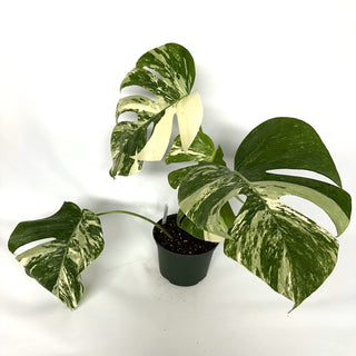 Monstera deliciosa var. borsigiana albo-variegata [#1027]