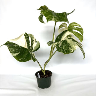 Monstera deliciosa var. borsigiana albo-variegata [#994]