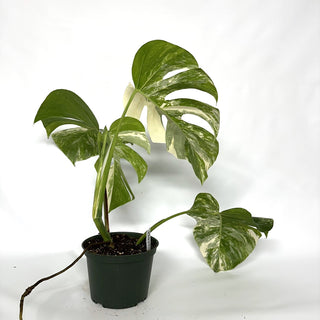 Monstera deliciosa var. borsigiana albo-variegata [#1027]