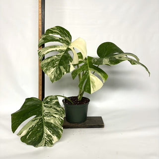 Monstera deliciosa var. borsigiana albo-variegata [#1027]