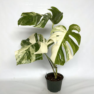 Monstera deliciosa var. borsigiana albo-variegata [#994]