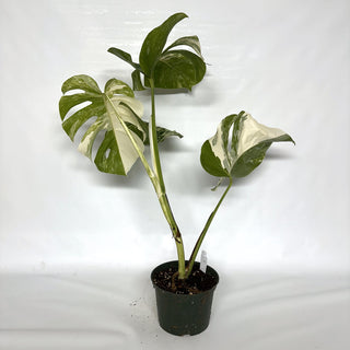 Monstera deliciosa var. borsigiana albo-variegata [#994]