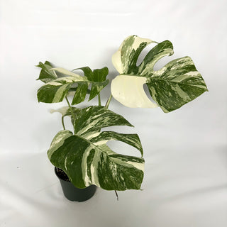 Monstera deliciosa var. borsigiana albo-variegata [#1028]