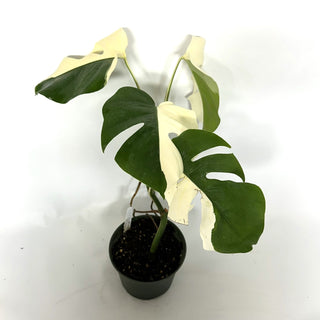 Monstera deliciosa var. borsigiana albo-variegata [#1029]