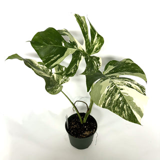 Monstera deliciosa var. borsigiana albo-variegata [#1030]