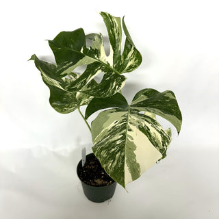 Monstera deliciosa var. borsigiana albo-variegata [#1030]