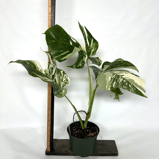 Monstera deliciosa var. borsigiana albo-variegata [#1030]