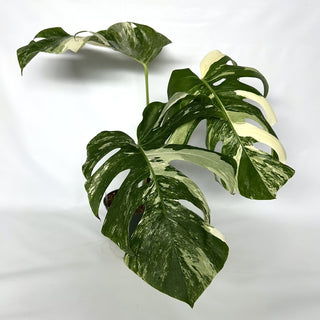 Monstera deliciosa var. borsigiana albo-variegata [#1031]