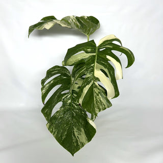 Monstera deliciosa var. borsigiana albo-variegata [#1031]