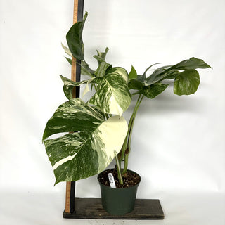 Monstera deliciosa var. borsigiana albo-variegata [#1032] - 2 Plants