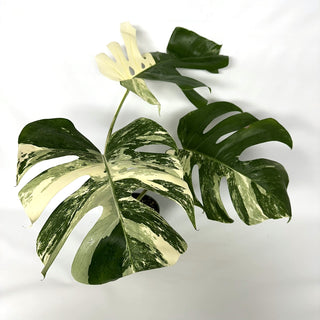 Monstera deliciosa var. borsigiana albo-variegata [#1033]