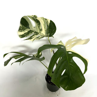 Monstera deliciosa var. borsigiana albo-variegata [#1033]