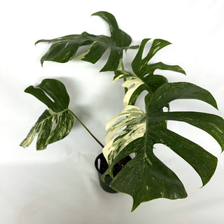 Monstera deliciosa var. borsigiana albo-variegata [#1034]