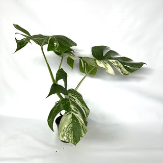 Monstera deliciosa var. borsigiana albo-variegata [#1034]