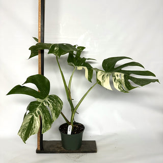 Monstera deliciosa var. borsigiana albo-variegata [#1034]