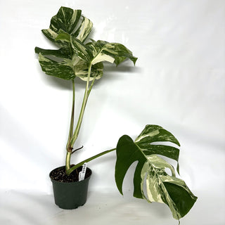 Monstera deliciosa var. borsigiana albo-variegata [#1035]