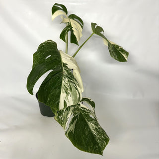 Monstera deliciosa var. borsigiana albo-variegata [#1038]