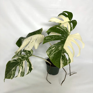 Monstera deliciosa var. borsigiana albo-variegata [#1038]