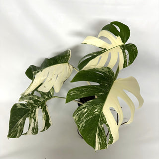 Monstera deliciosa var. borsigiana albo-variegata [#1038]