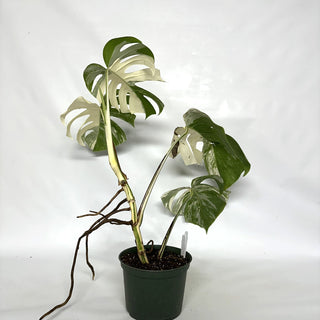 Monstera deliciosa var. borsigiana albo-variegata [#1038]