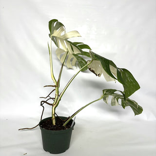 Monstera deliciosa var. borsigiana albo-variegata [#1038]