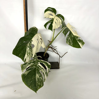 Monstera deliciosa var. borsigiana albo-variegata [#1038]