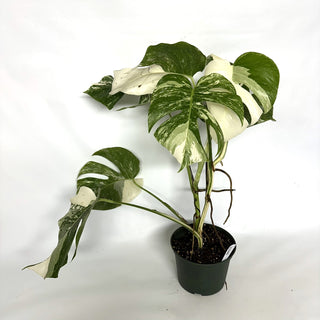 Monstera deliciosa var. borsigiana albo-variegata [#1040] - 2 Plants