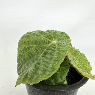 Begonia paulensis