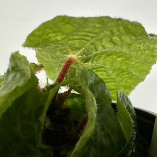 Begonia paulensis