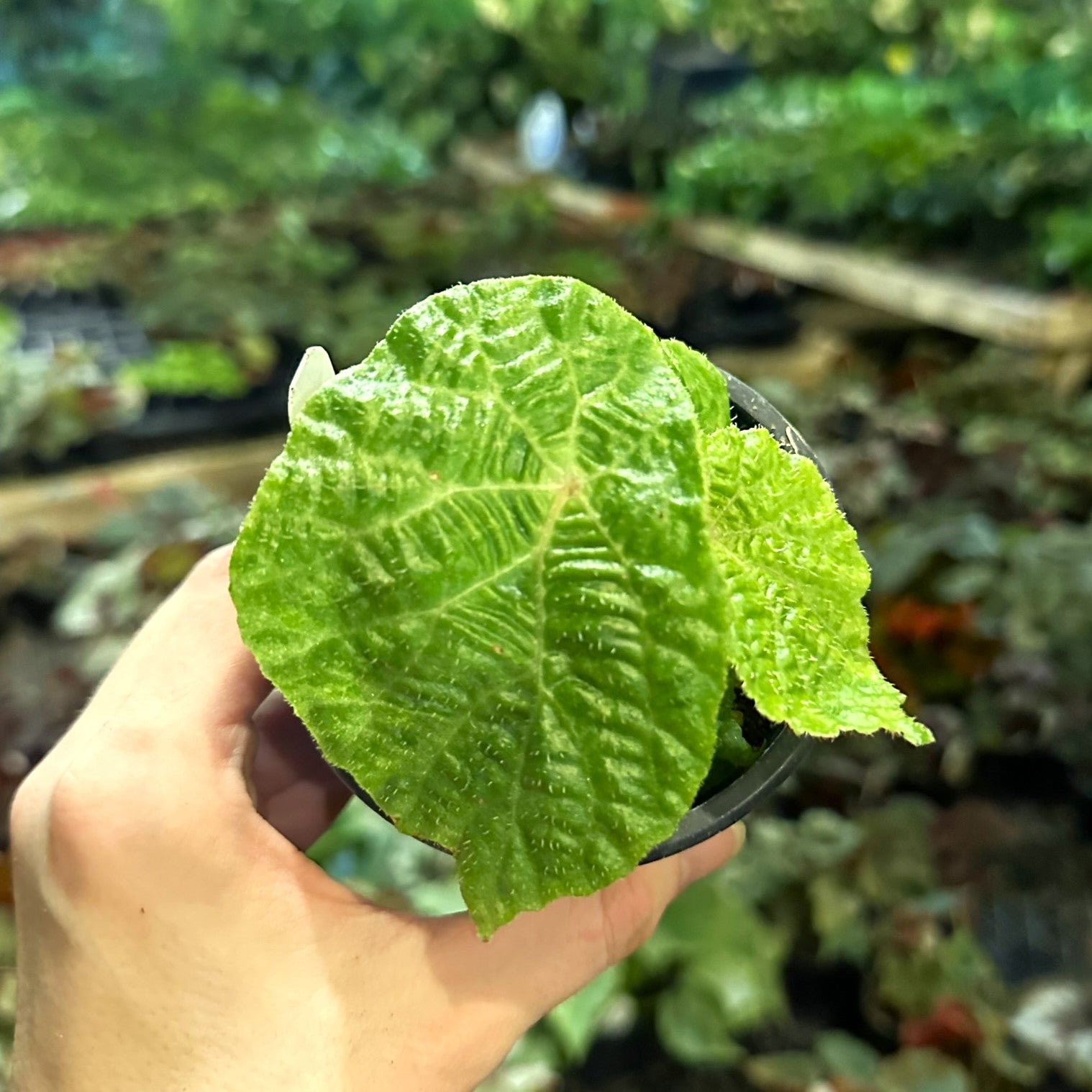 indoor begonia plants for sale Begonia paulensis