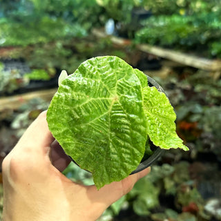 Begonia paulensis