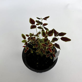 Euphorbia "Flame Leaf"