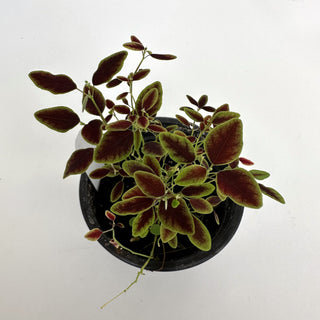 Euphorbia "Flame Leaf"