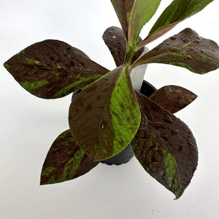 Euphorbia grantii var. rubra