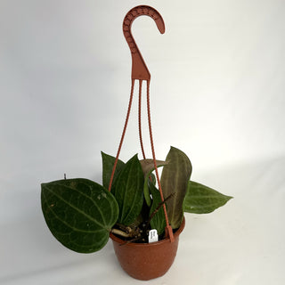 Hoya latifolia - 6" Hanging Basket